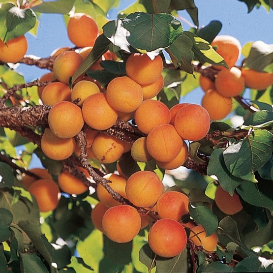 Apricot tree 1